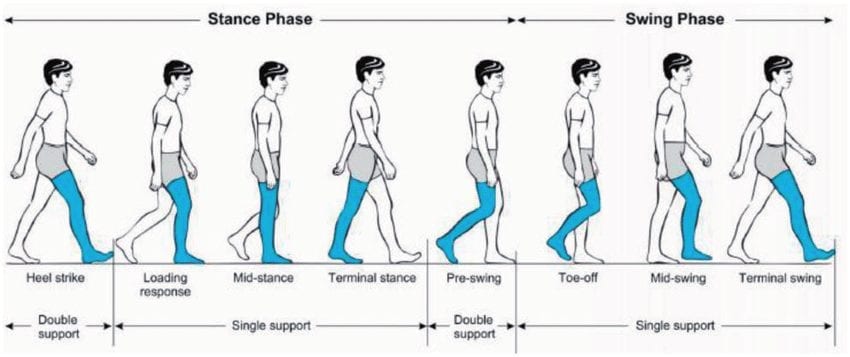 Human Gait Cycle for Bionic Leg