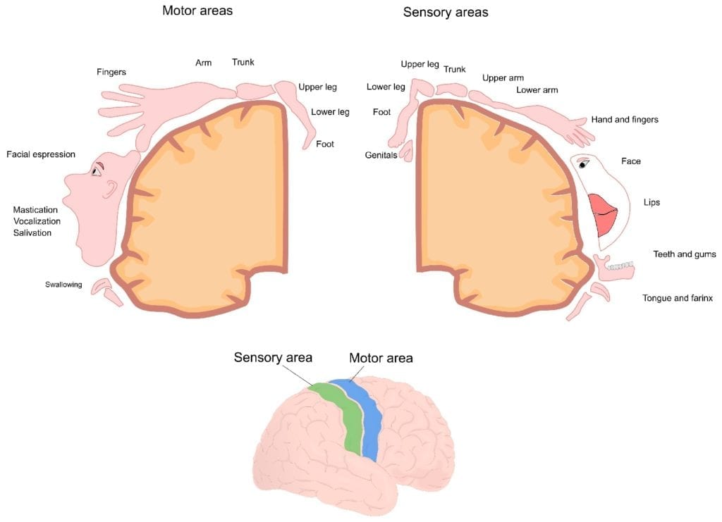 sensory and motor cortex areas involved in bionic touch